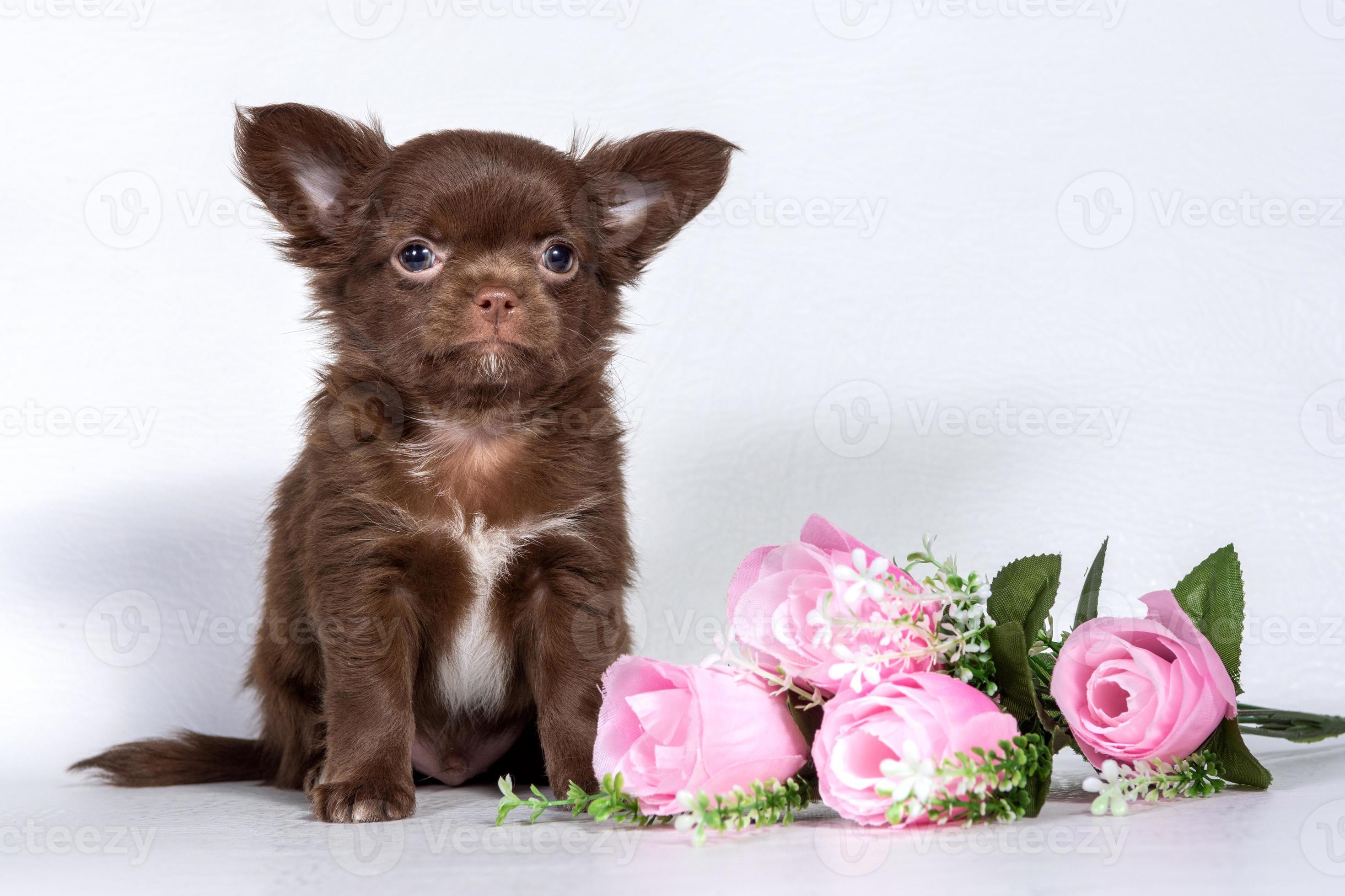 Chocolate little Chihuahua puppy small size sitting next to