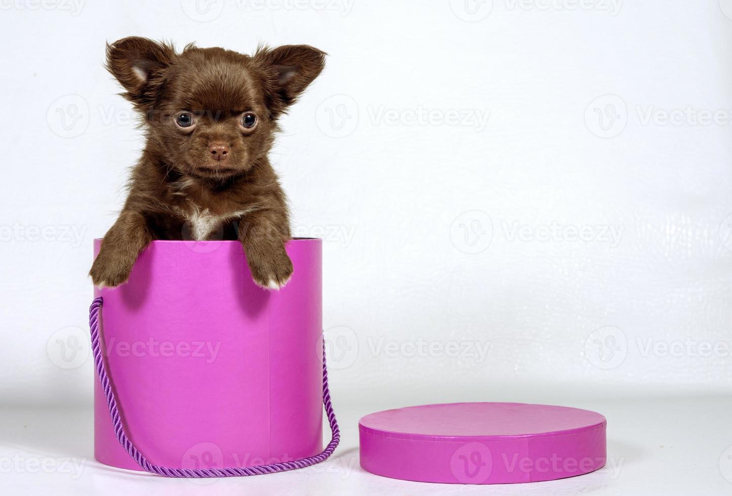 Chihuahua cute little puppy peeking out of pink box, Christmas gift photo