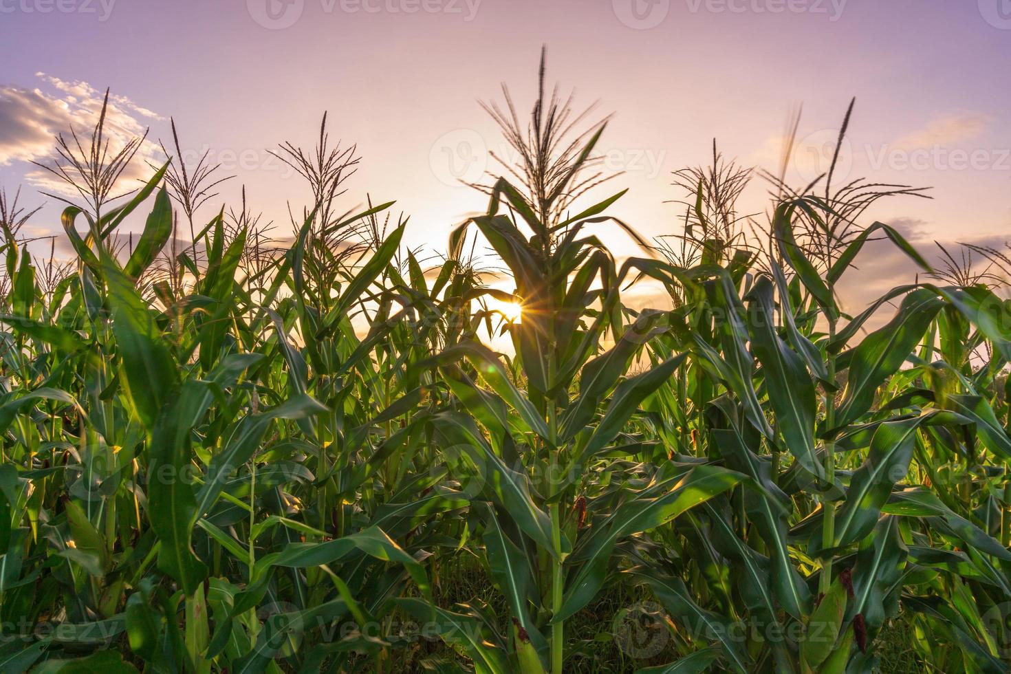 Beautiful morning view of Indonesia. Photo of a rice field corn field at sunrise