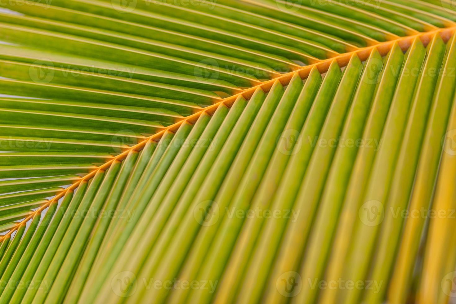 fondo de hoja de palmera. plátano con hoja de palma sobre fondo tropical borroso. endecha plana copie el espacio y el primer plano minimalista de la naturaleza exótica. planta de verano tropical, patrón natural foto