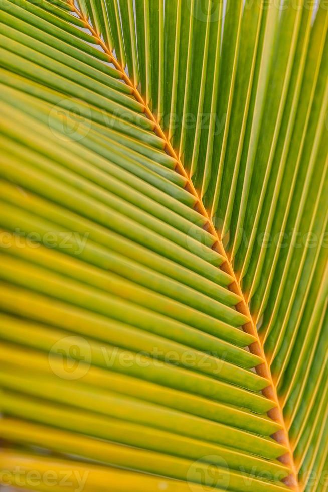 fondo de hoja de palmera. plátano con hoja de palma sobre fondo tropical borroso. endecha plana copie el espacio y el primer plano minimalista de la naturaleza exótica. planta de verano tropical, patrón natural foto