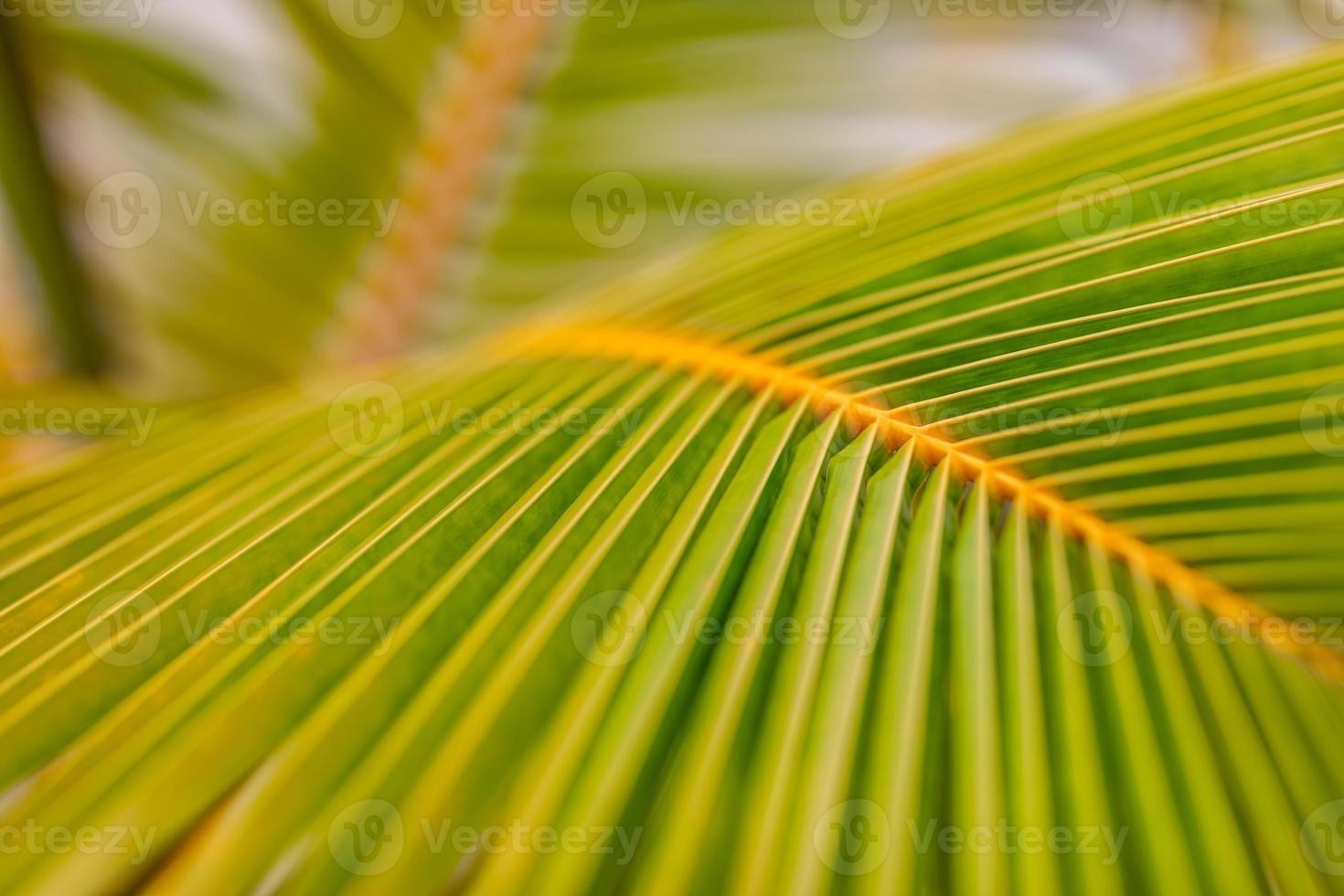 Palm tree leaf background. Banana with palm leaf on blurred tropical background. Flat lay. Copy space and minimalist exotic nature closeup. Tropical summer plant, natural pattern photo