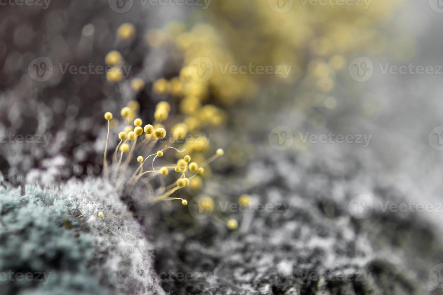Abstract blurred background.Dangerous mold and bacteria. The concept of dampness, moisture, dust, and respiratory problems. Microscope fungi on food photo