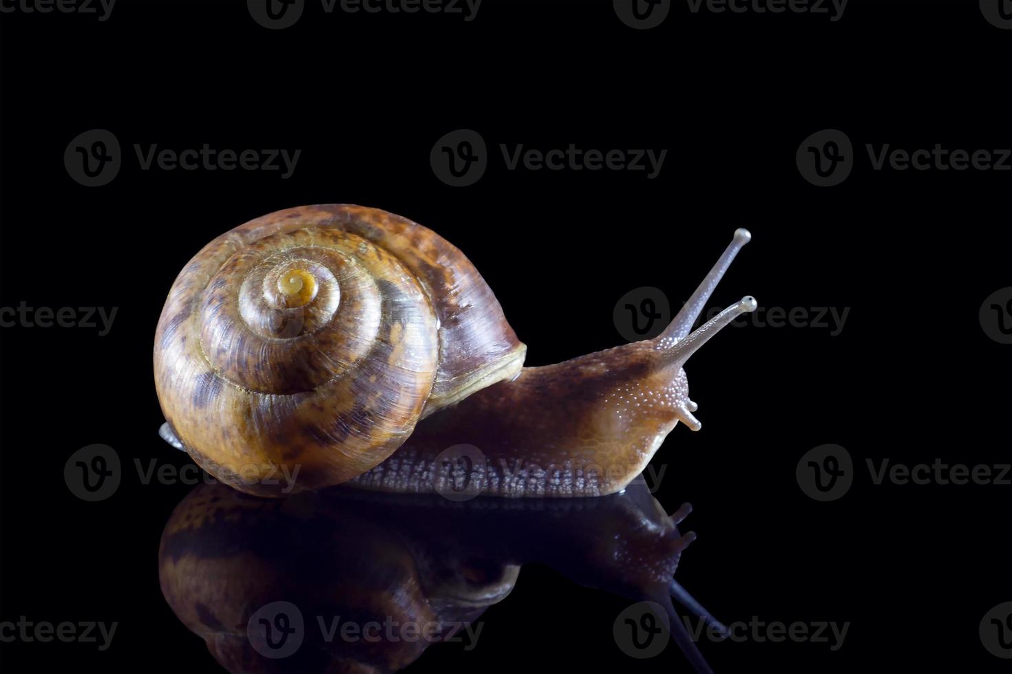 Grape snail with reflection isolated on black background. Macro photography, selected sharpness. Yin and Yang of snails photo