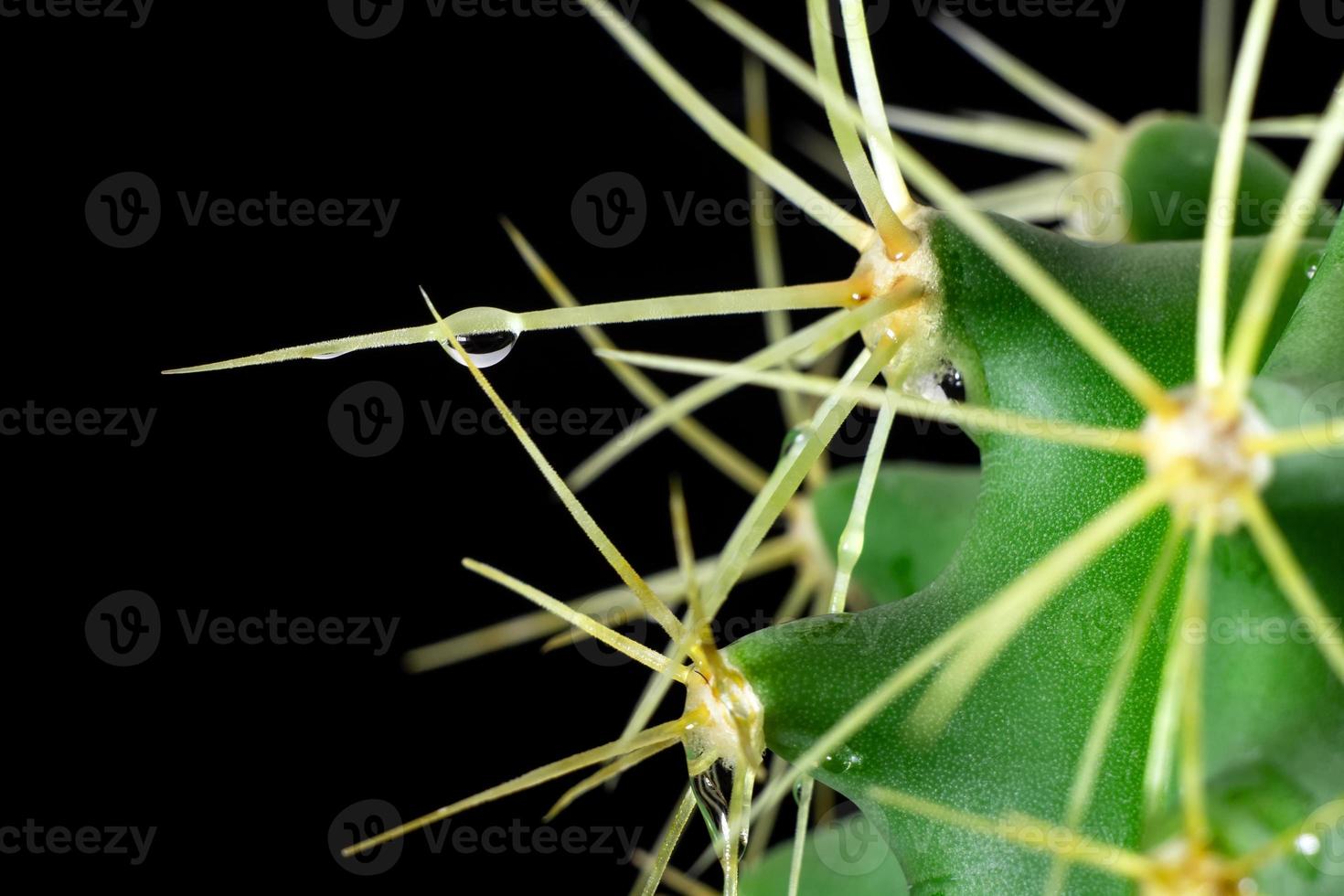 A close-up cactus fragment on a black background with space for text. Sharp spikes with a drop of dew. Macro photo