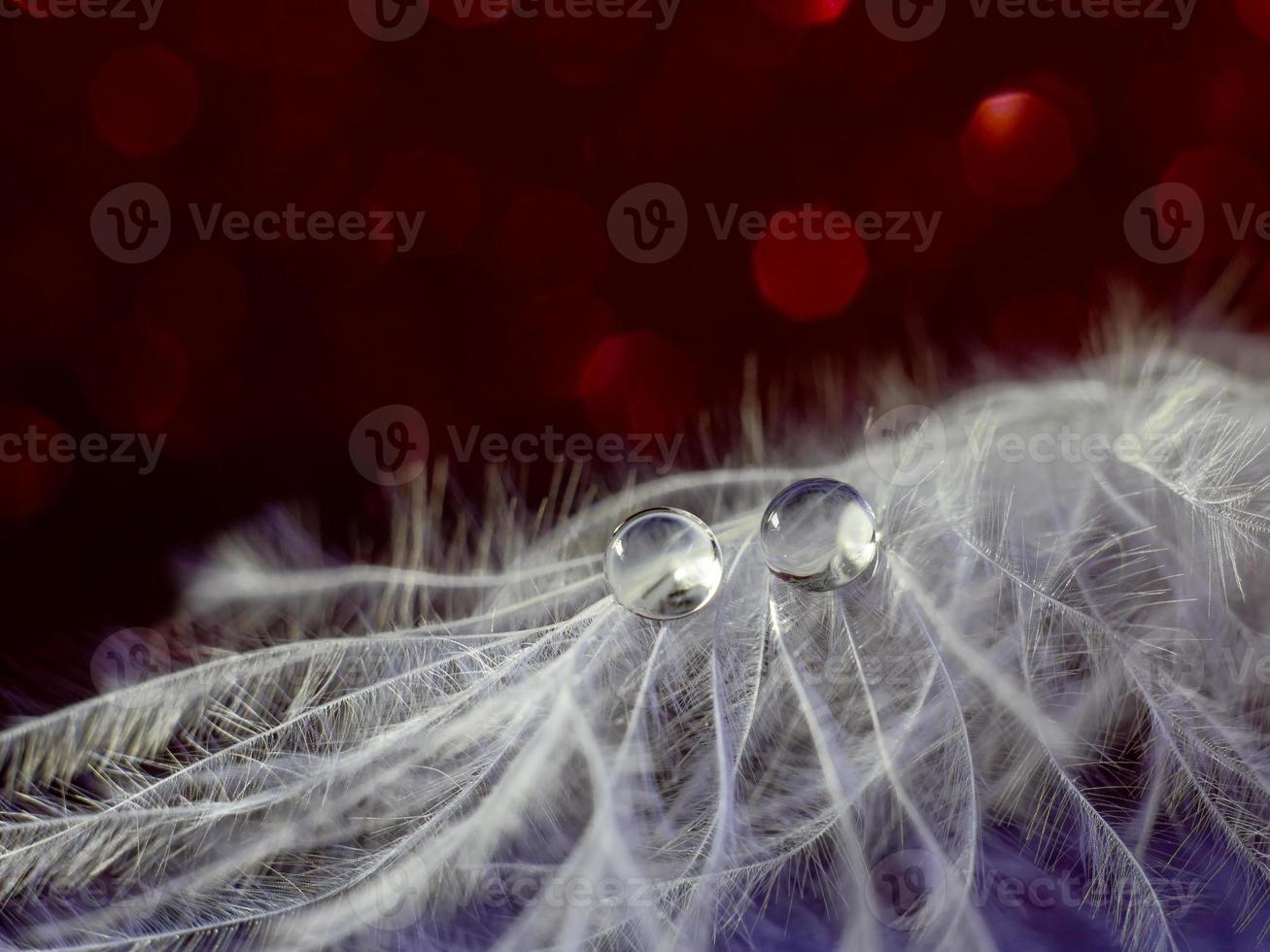 de cerca. dos gotas sobre una pluma blanca sobre un fondo borroso con un bokeh rojo y azul. macro foto