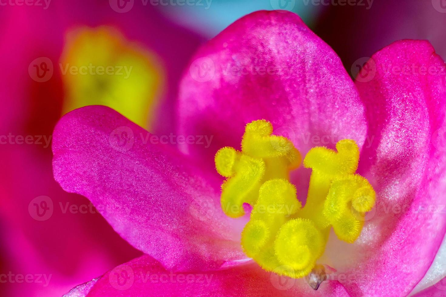 Macro photo of a pink begonia flower. The pistils and stamens are yellow. Soft focus