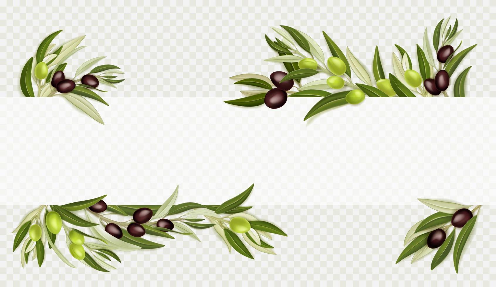 Olive branches with black and green fruits vector