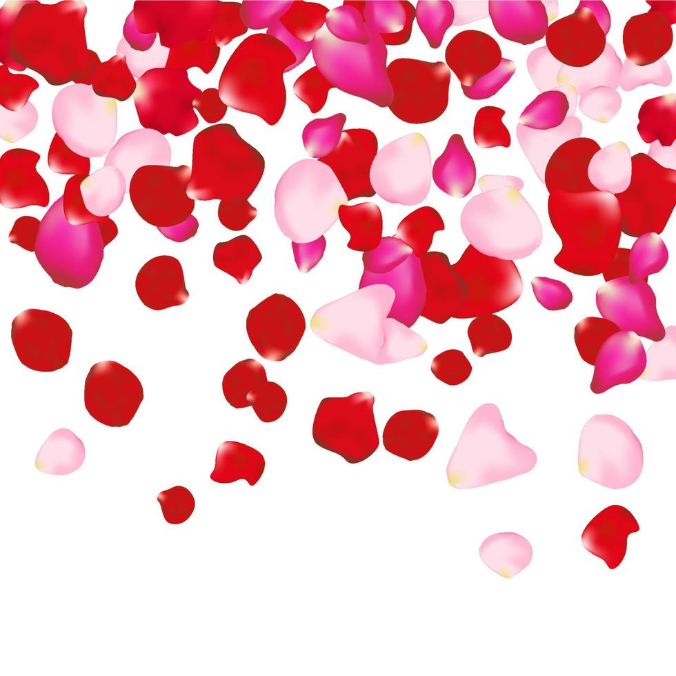 Red and pink rose petals isolated on white. Valentine background. Beauty fashion woman concept vector