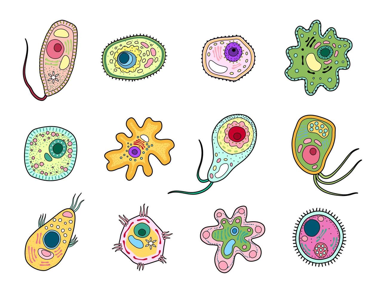 Protista, protozoa or amoeba microorganism cells vector