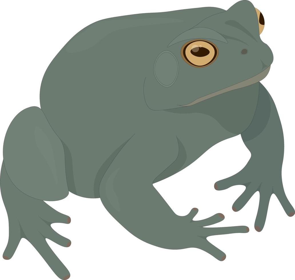Terraqueous animal, green toad vector illustration