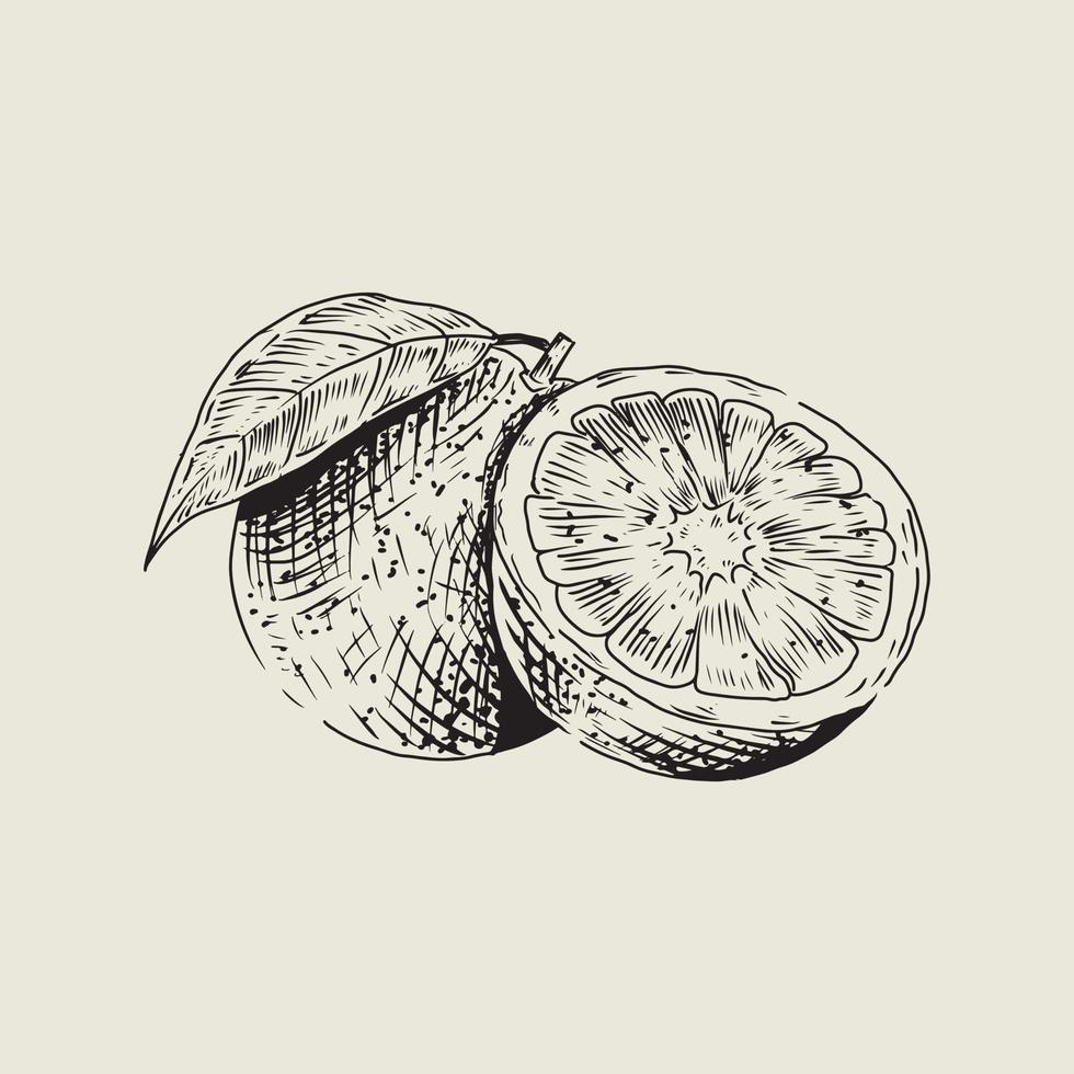 Orange drawing with vintage style vector