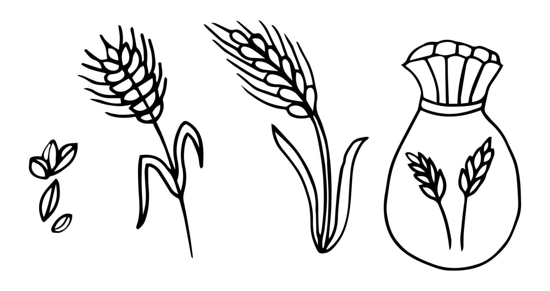 vector hand drawn wheat ears sketch doodle