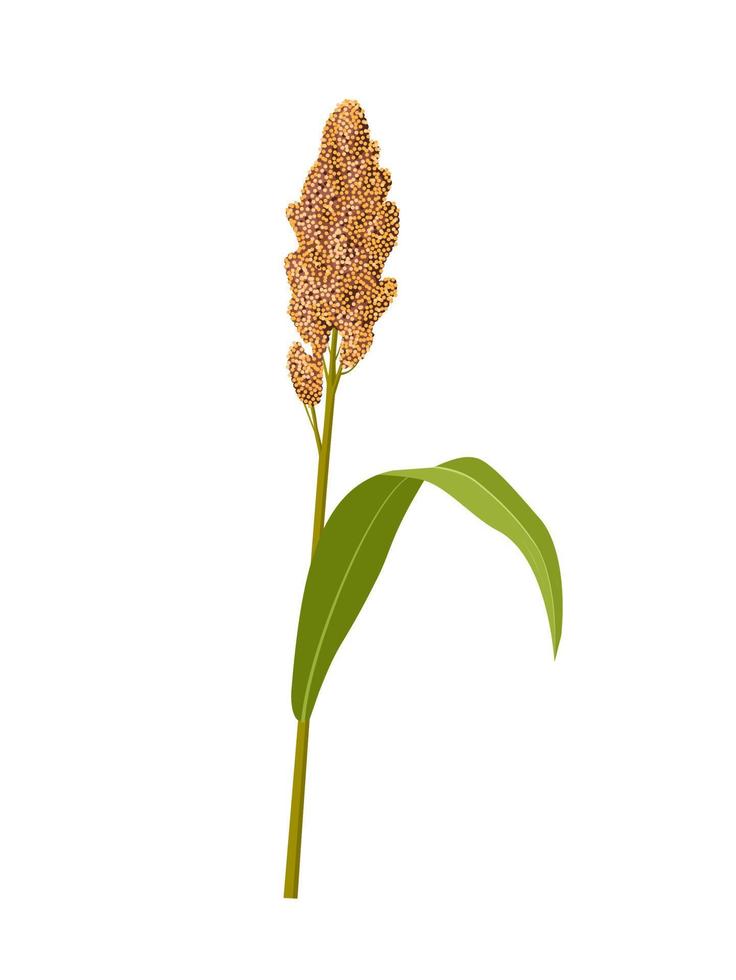 Vector illustration, Sorghum bicolor, commonly called sorghum and also known as great millet, durra, jowari, jowar or milo. isolated white background.