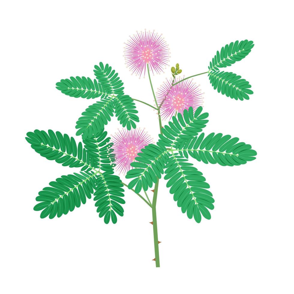 Vector illustration of sensitive plant or Mimosa pudica, isolated on white background.