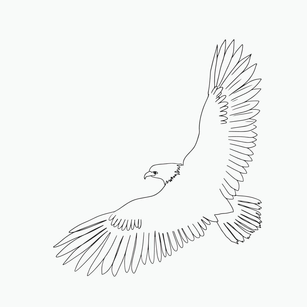 arte de línea de águila, dibujo de contorno de halcón, boceto simple, pájaro minimalista, ilustración animal, diseño gráfico vector