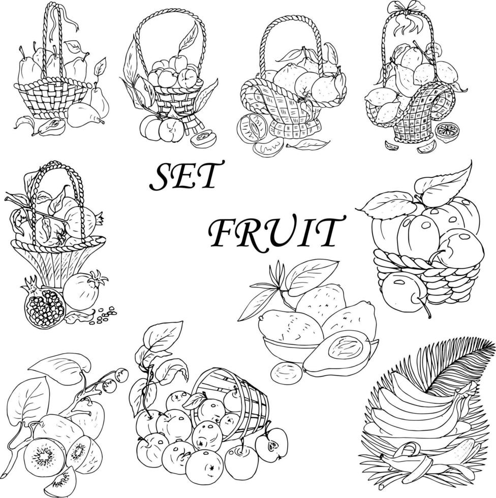 fruta tropical con follaje en un estilo basket.doodle. icono del logotipo. higo, naranja aguacate, kiwi. vector