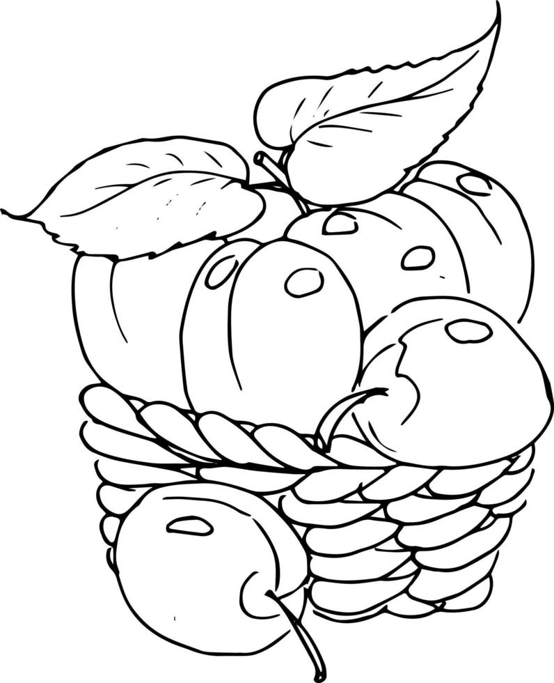 bayas de frutas en una canasta. manzanas, granadas, ciruelas. ilustración de fideos, libro de colorear para adultos y niños. vector