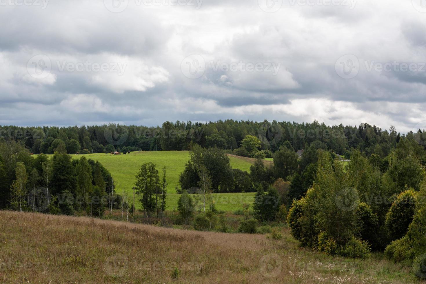 paisajes de verano de Letonia foto