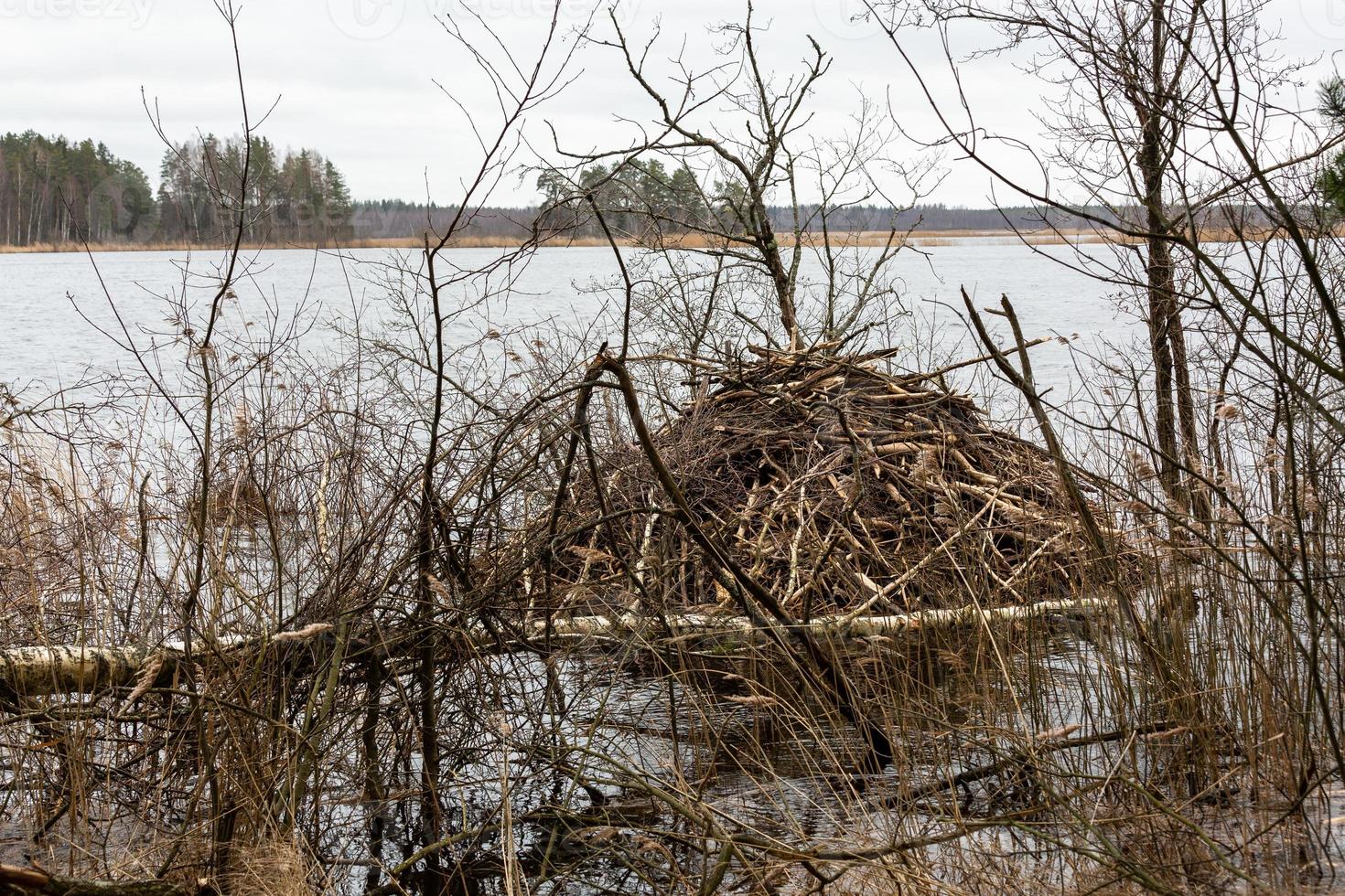 beaver works in the forest photo