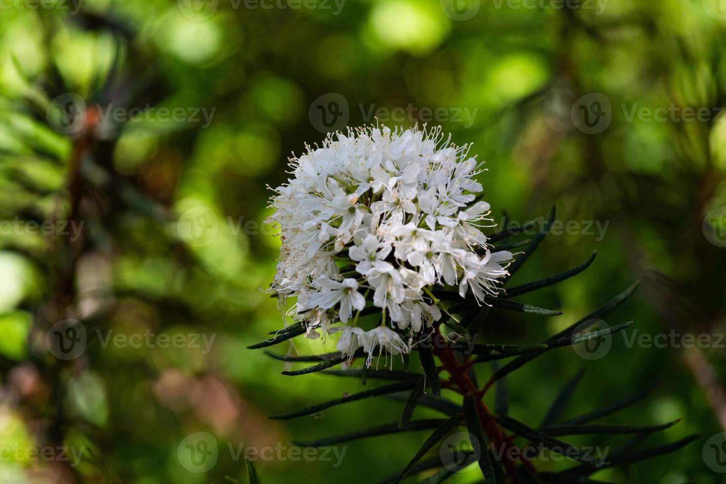 Labrador Tea on theGreen Background 17145183 Stock Photo at Vecteezy