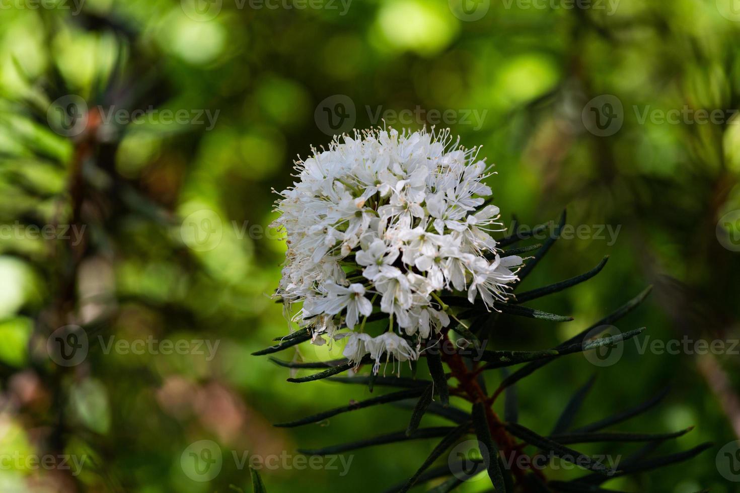 Labrador Tea on theGreen Background photo