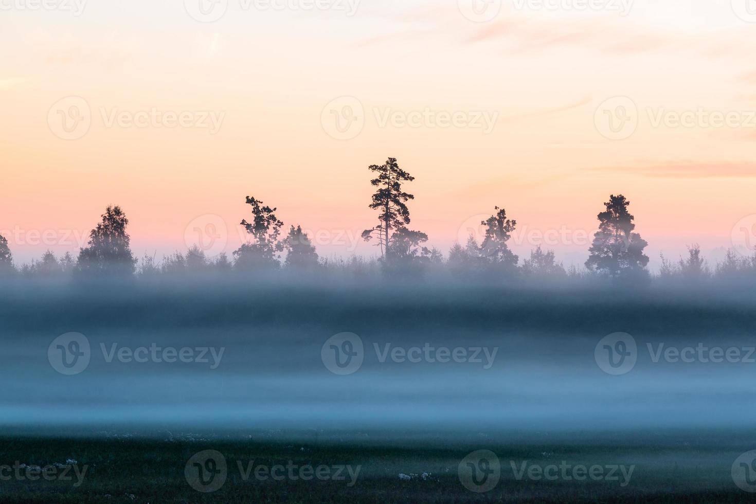 paisajes de verano de Letonia foto