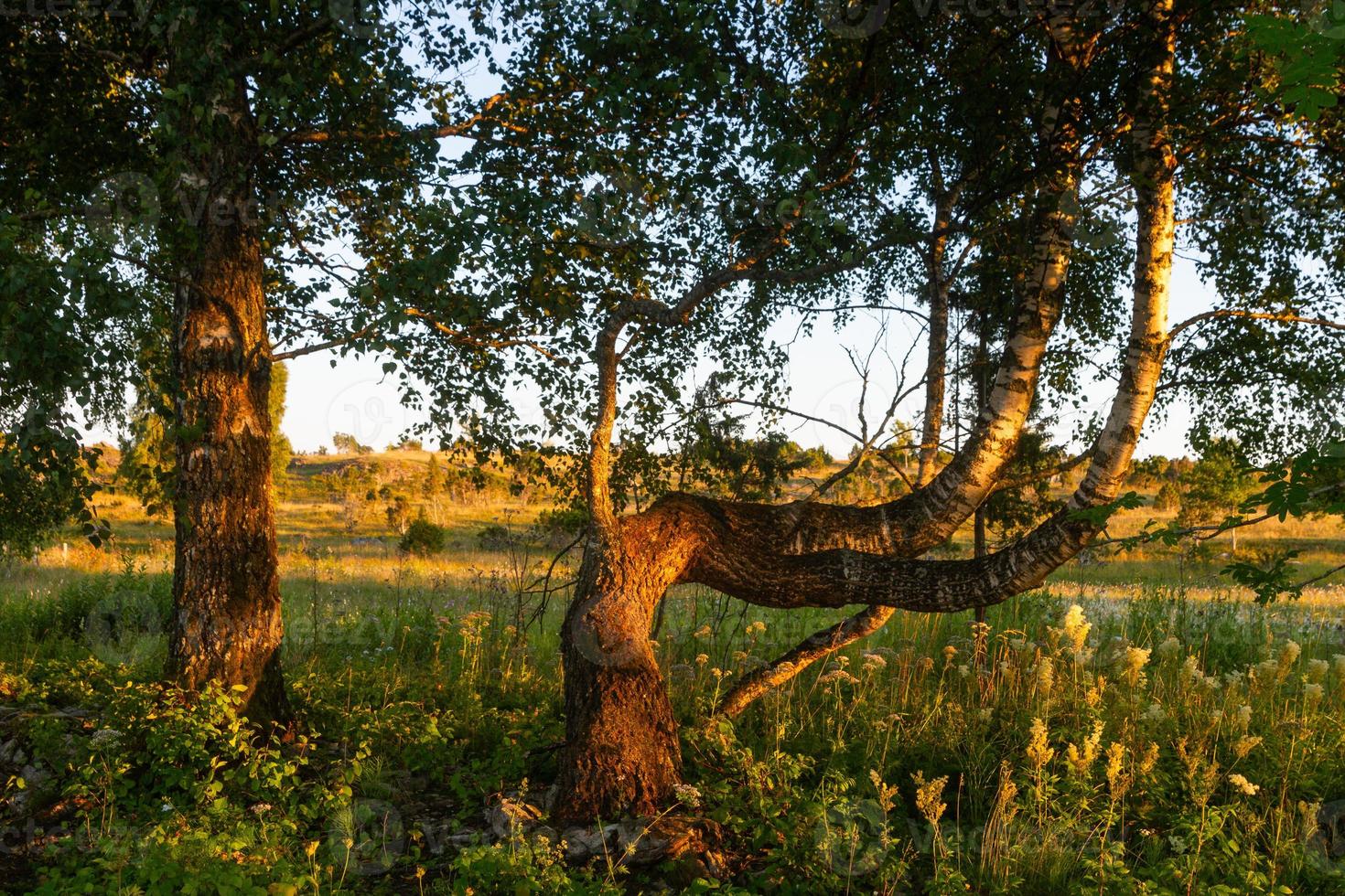 Summer Landscapes from Mmuhu Island photo