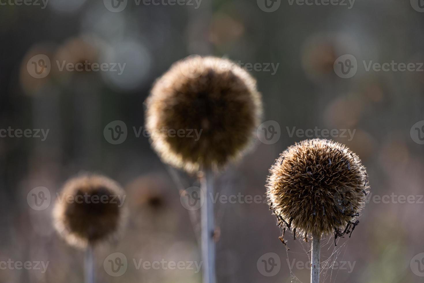 Dry Echinops On the Blured Bacground photo