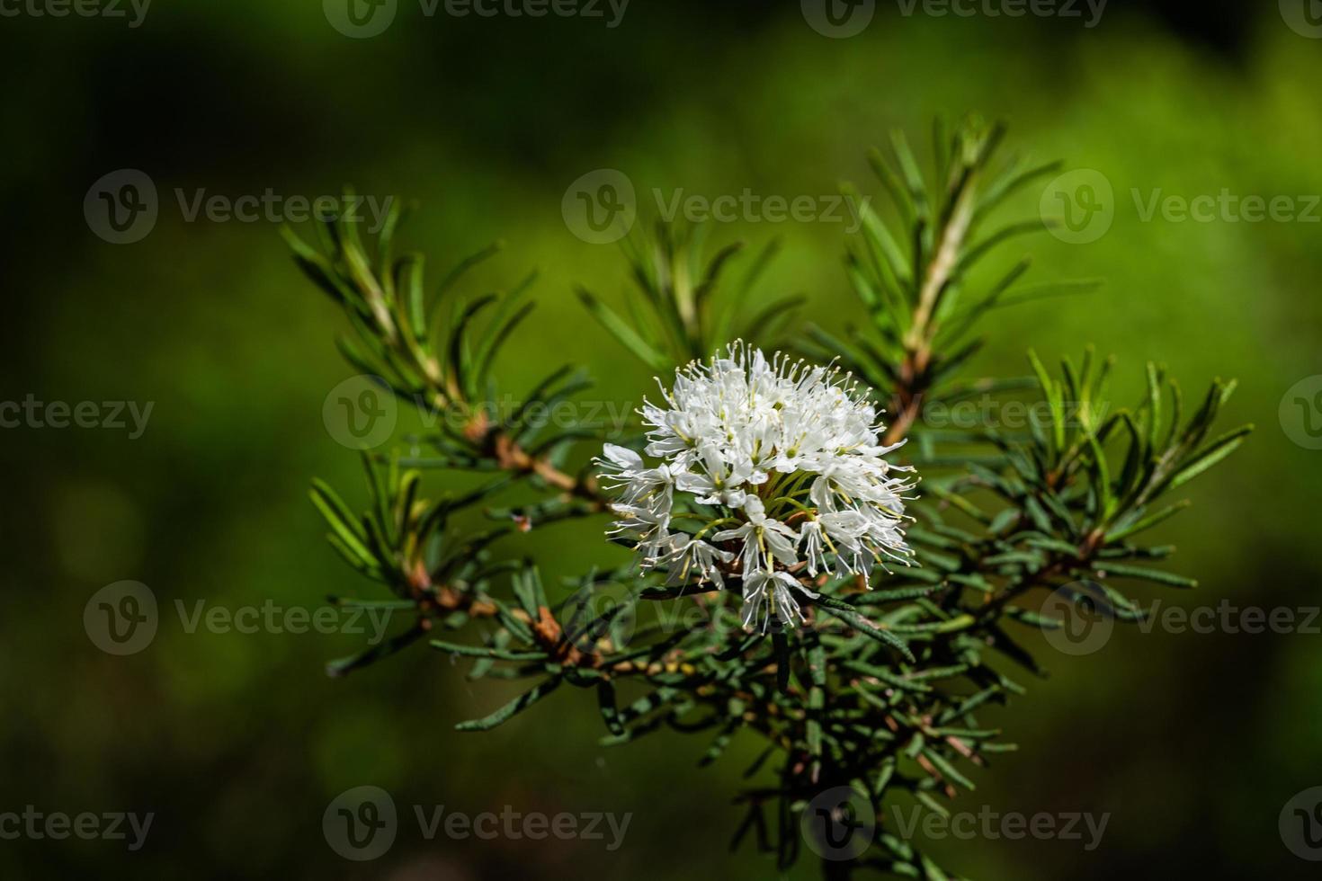 Labrador Tea on theGreen Background photo