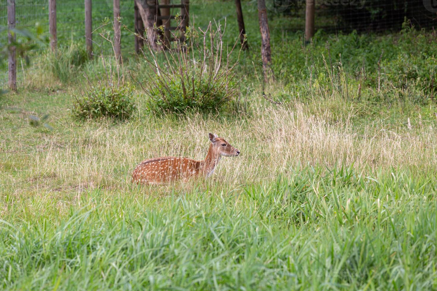 European Fallow Deer photo