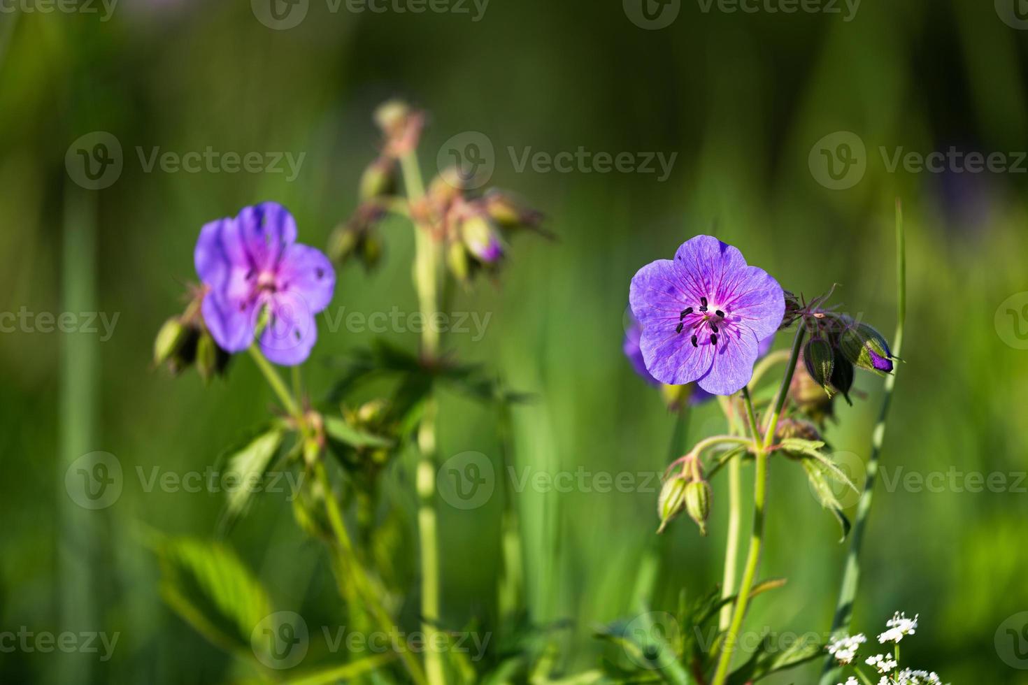 Meadow Cranesbill in the Forest photo