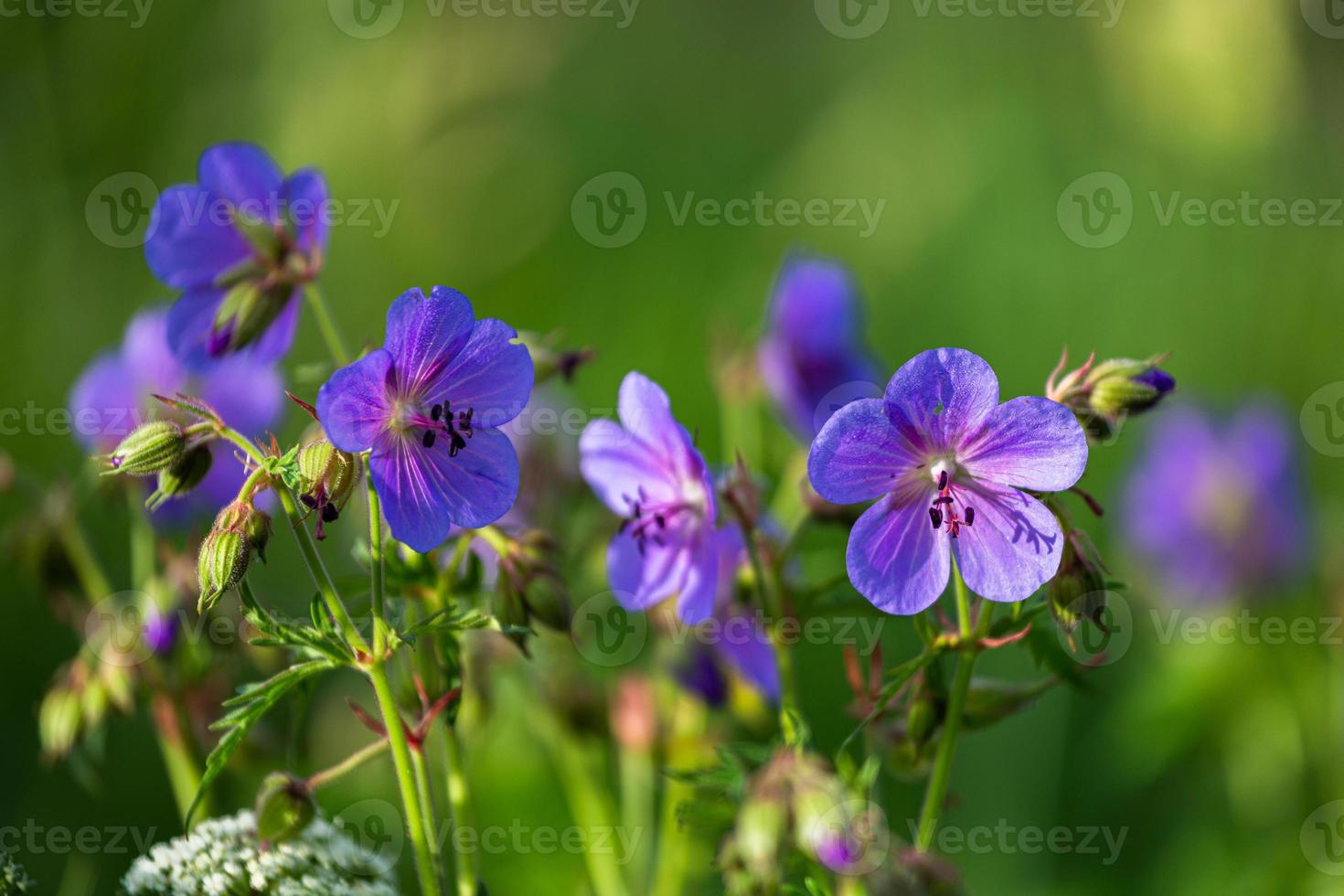 Meadow Cranesbill in the Forest photo