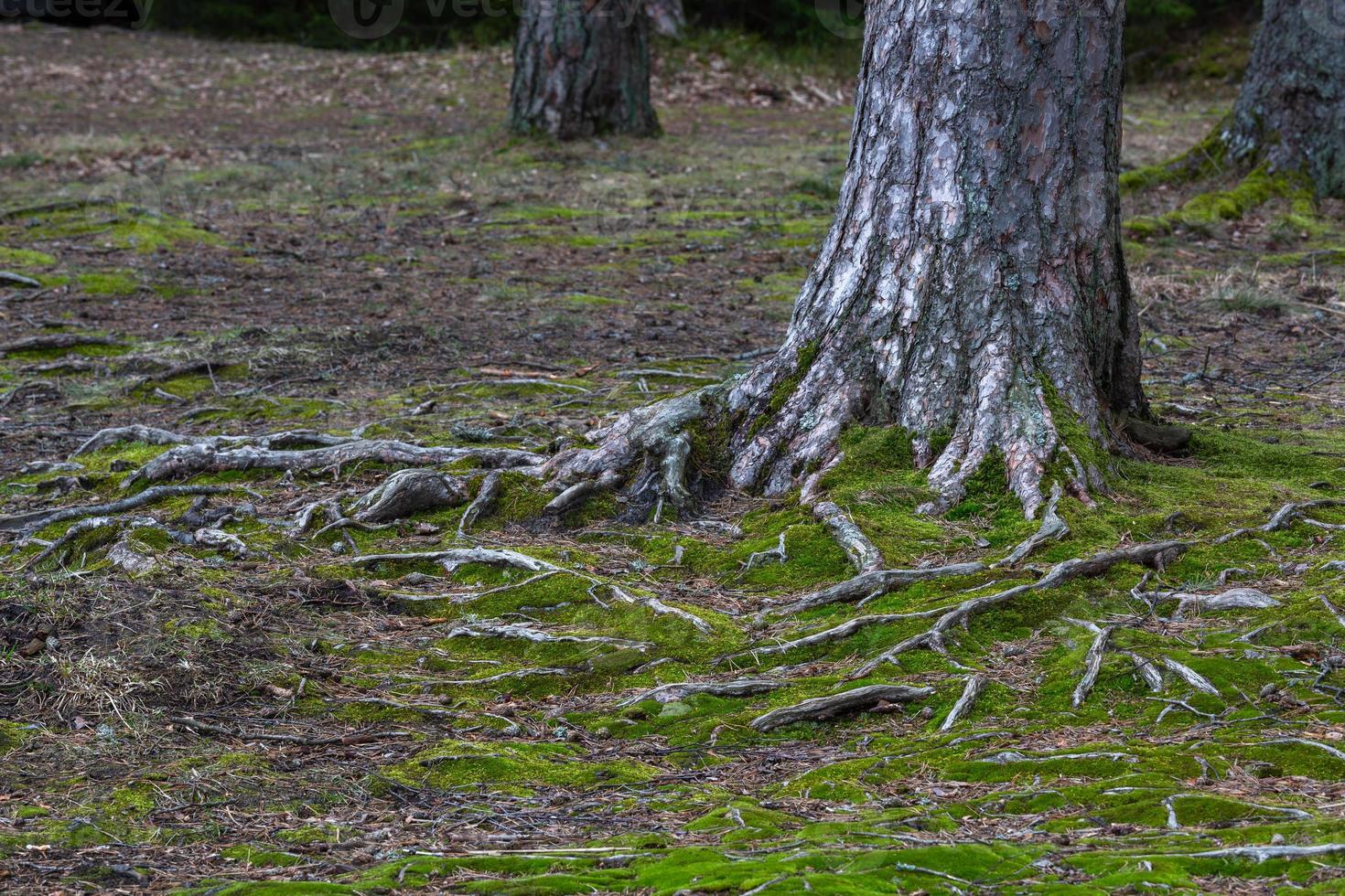 Tree Roots in the Forest photo