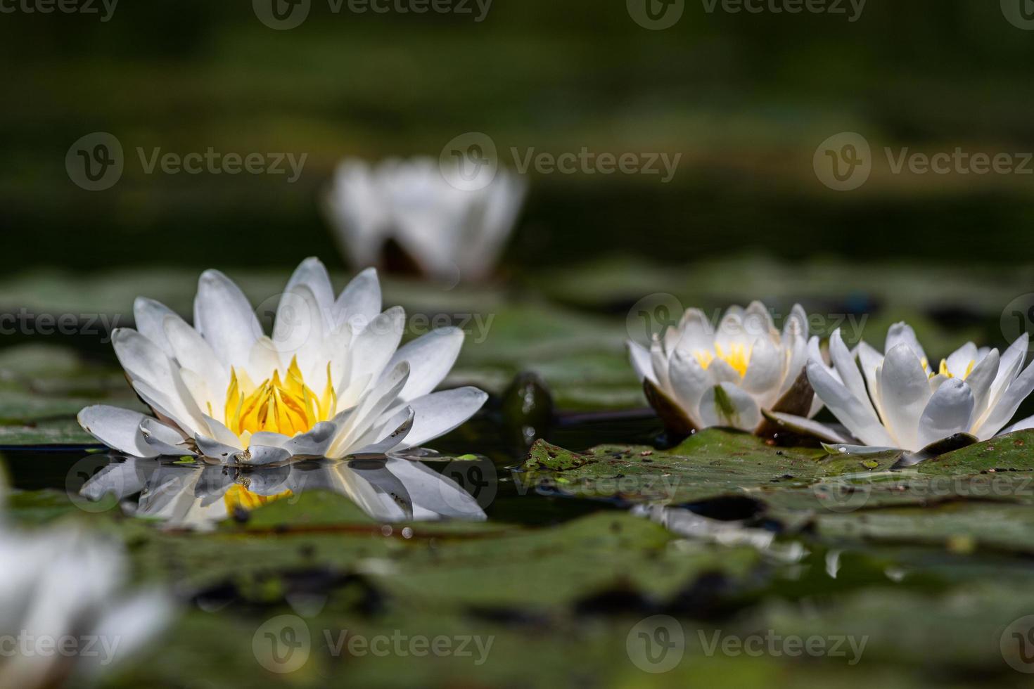 White and Yellow Wild Waterlillies photo