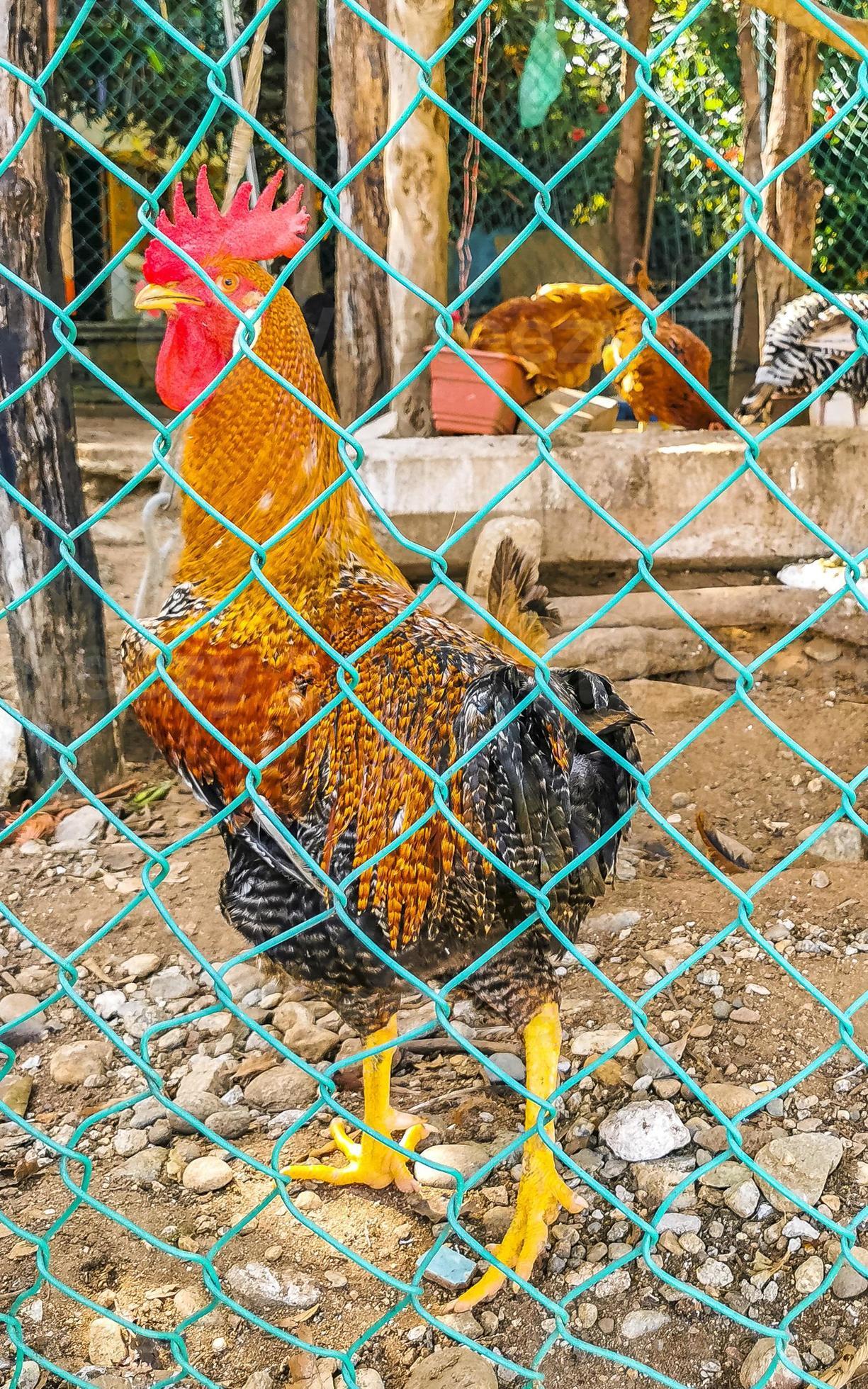 Rooster and hens chickens behind fence in Puerto Escondido Mexico