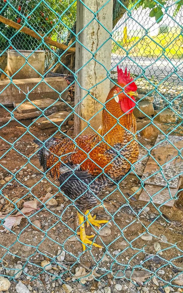 Rooster and hens chickens behind fence in Puerto Escondido Mexico. photo