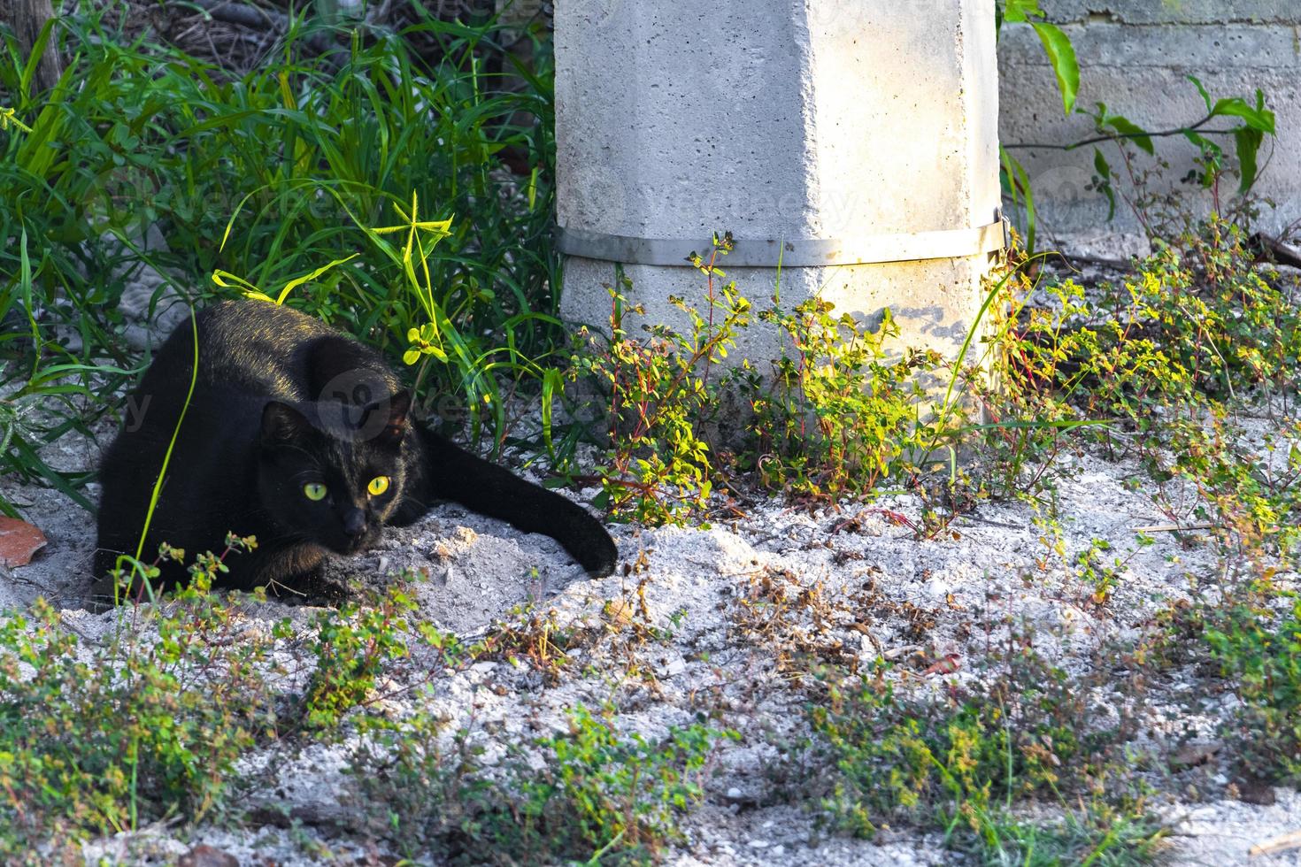 puma negro gato puma acechando en arbustos de hierba holbox mexico. foto