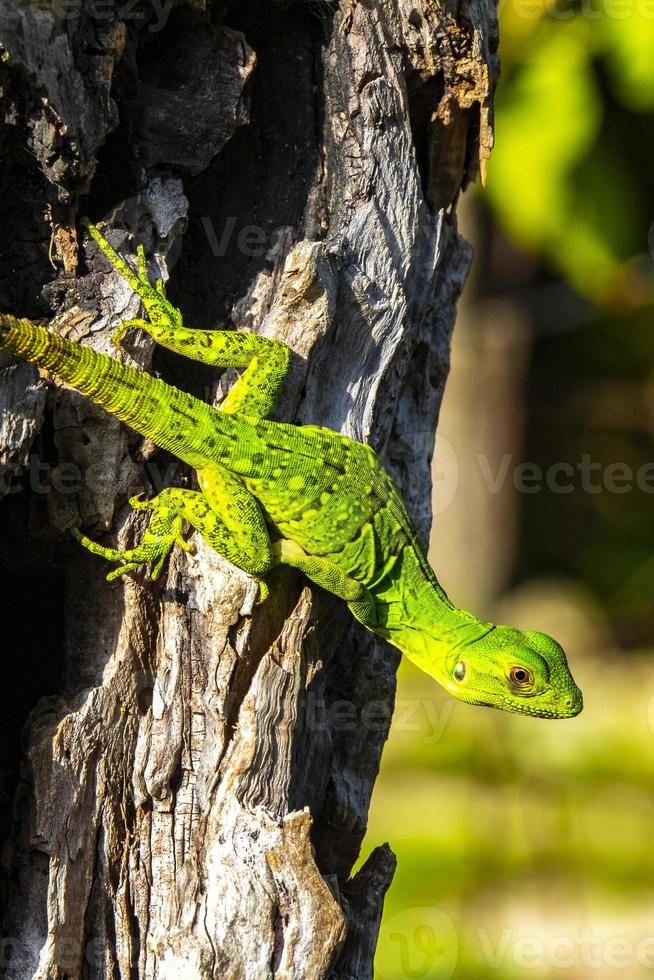lagarto verde caribeño colgando y escalando en el tronco de un árbol méxico. foto