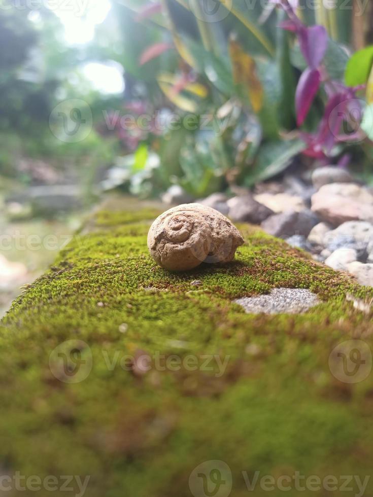 textura de piedra natural única foto