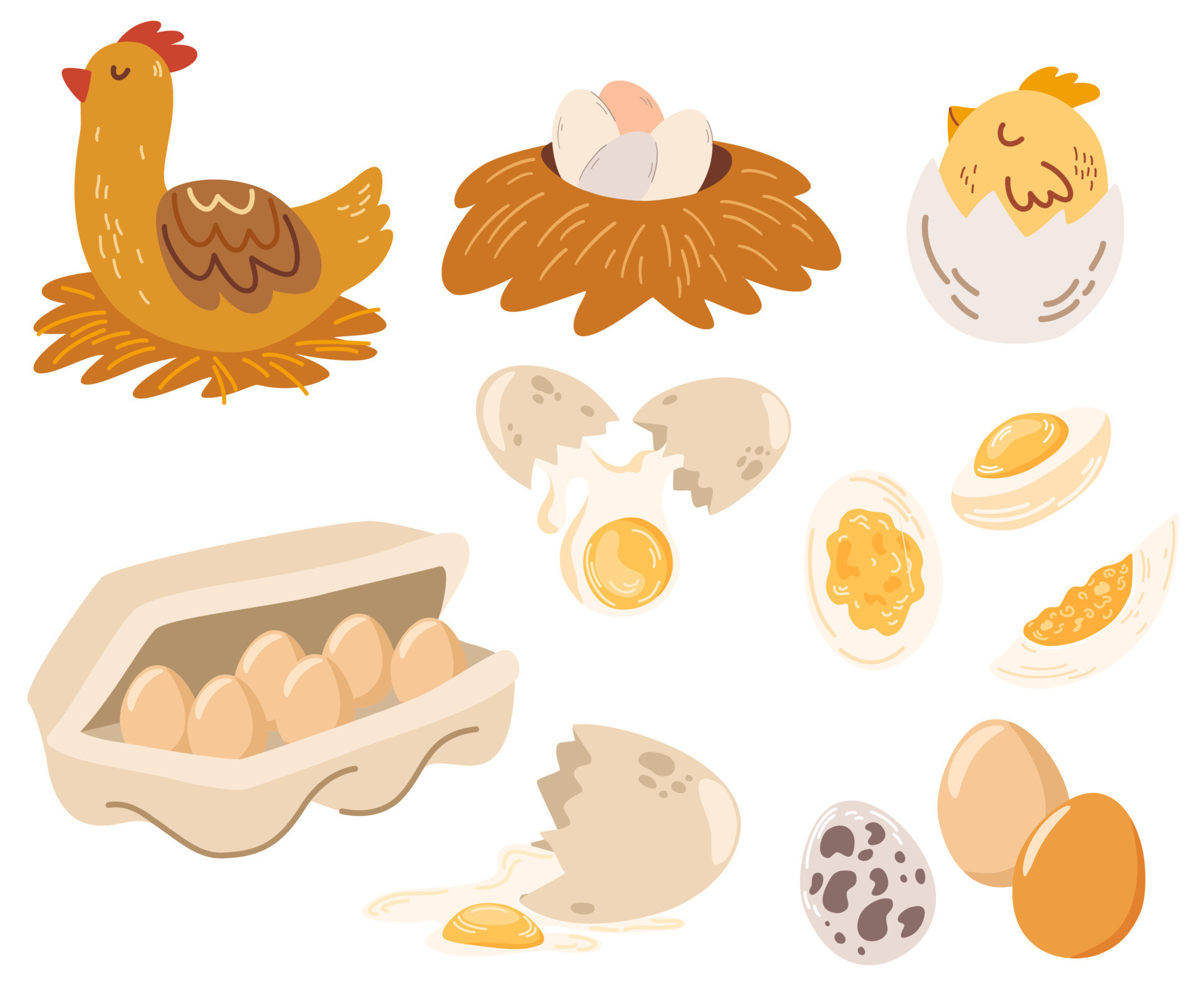 Chicken and eggs. Hen farm egg, nest and tray of chickens eggs. Set of  dishes from chicken eggs, chicken, boiled and fried eggs, eggs in a  package. Natural, farm products. Vector illustration.