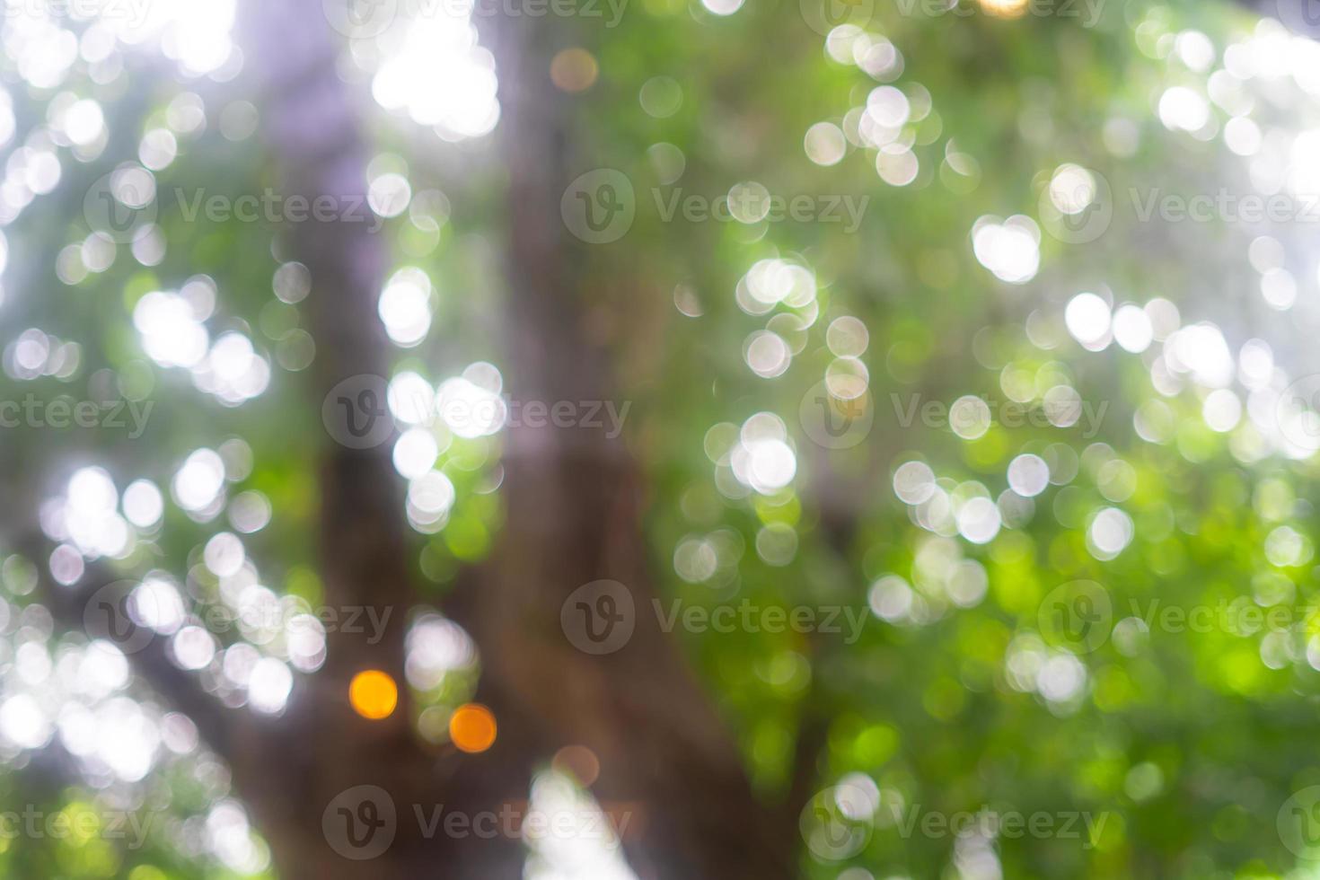 Abstract Bokeh Tree Green colour background in summer of the sun photo