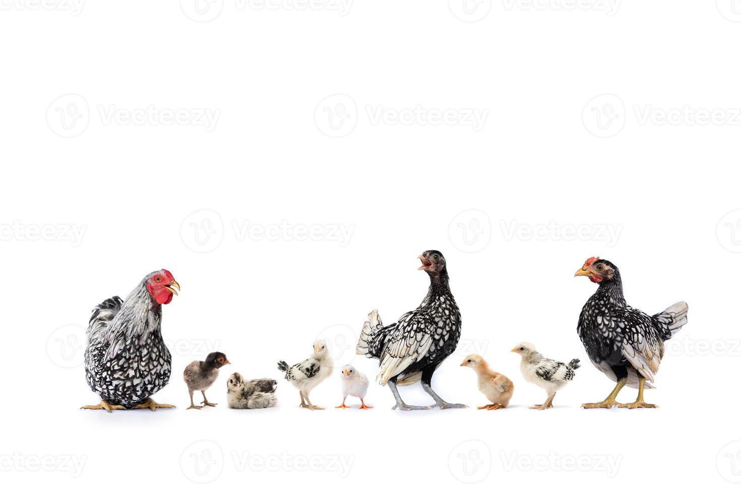 las variedades de especies de pollo como hamburg leghorn sebright appenzeller rhode island red y wyandotte en la fila sobre fondo blanco a la luz del estudio foto