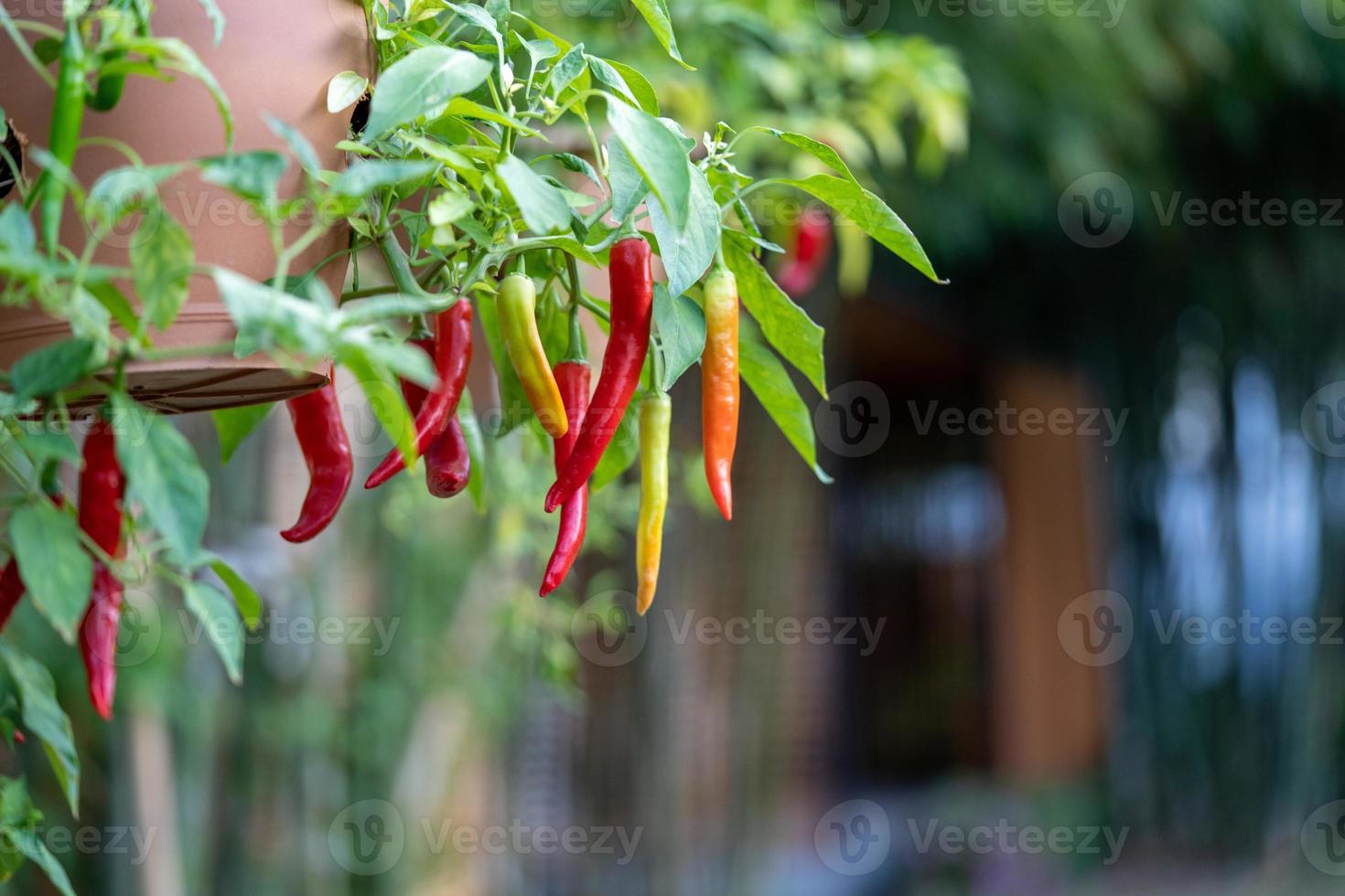 Chili Tree decoration in the beautiful gaden at noon. photo