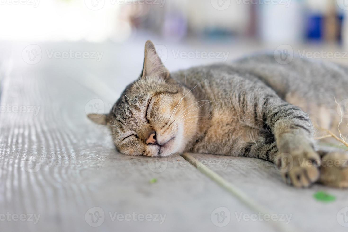 A gray funny drunk cat is sleeping after take a root of indian copperleaf catnip on the wooden floor. photo