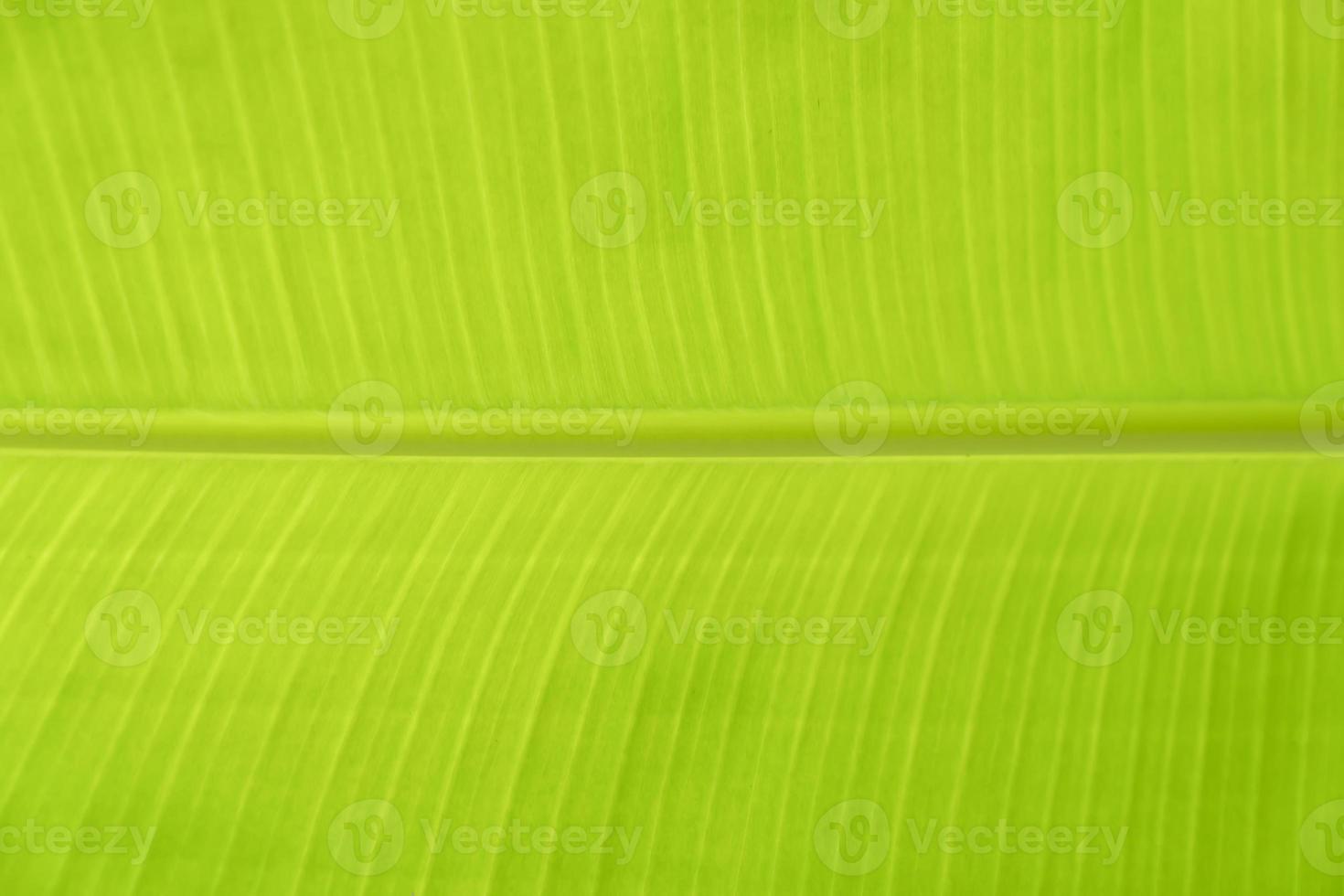 close up to green leaf line textrue of banana leaf background abstract and nature background. photo