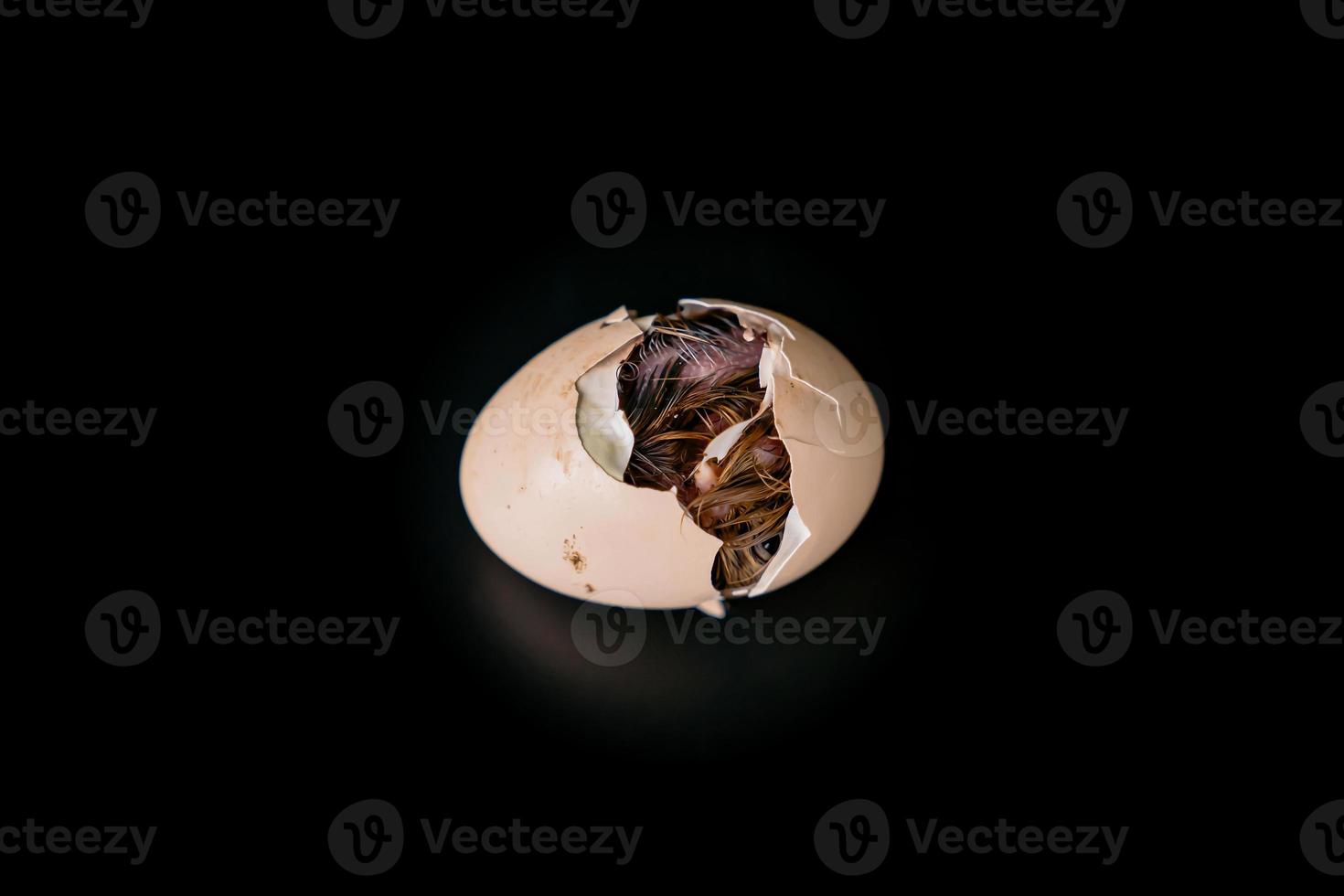 Isolated the little chick is hatching from inside the egg, black background., Clipping Paths. photo