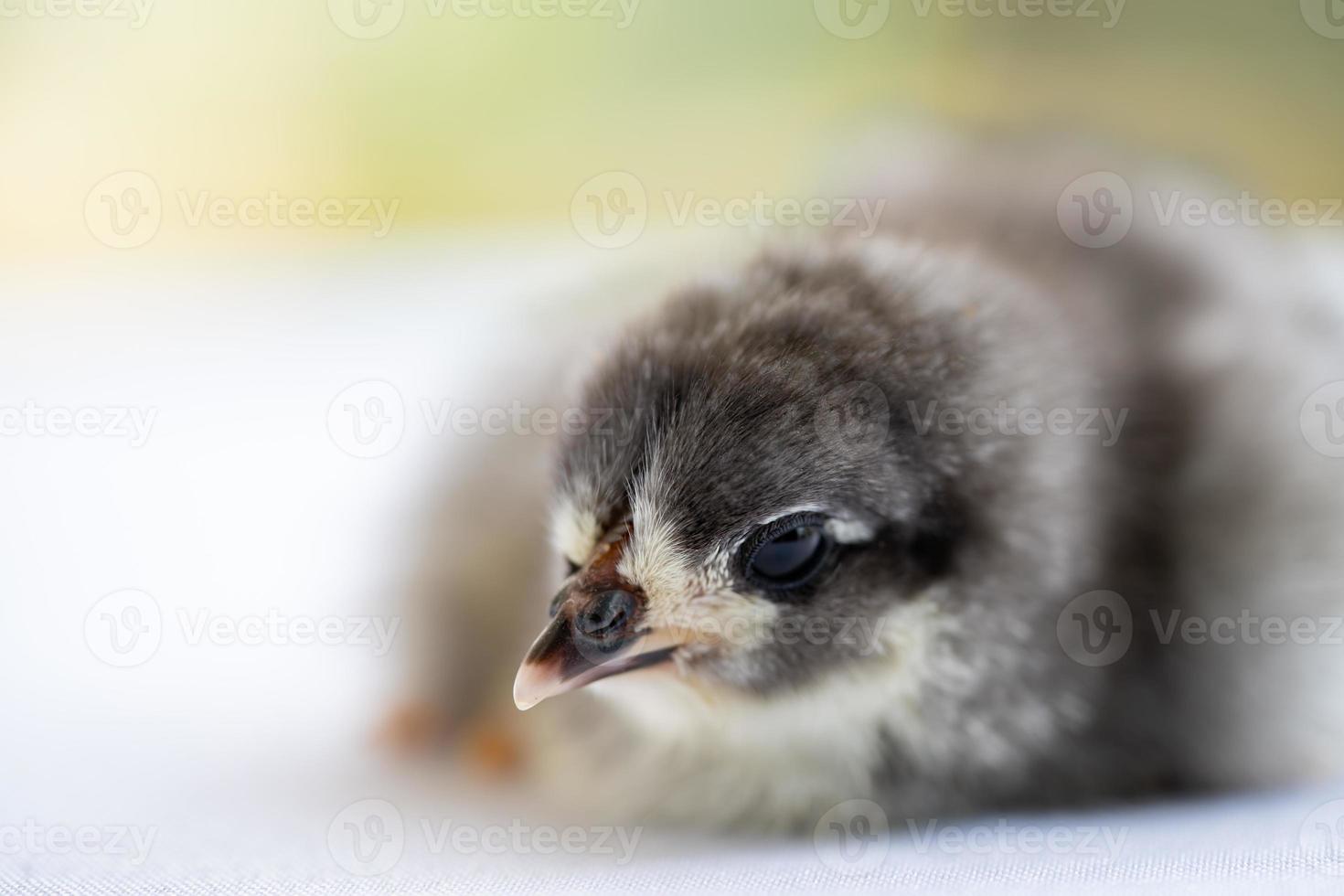 Black Baby Australorp Chick sleeps on white cloth cover the table with bokeh and blur garden at an outdoor field photo