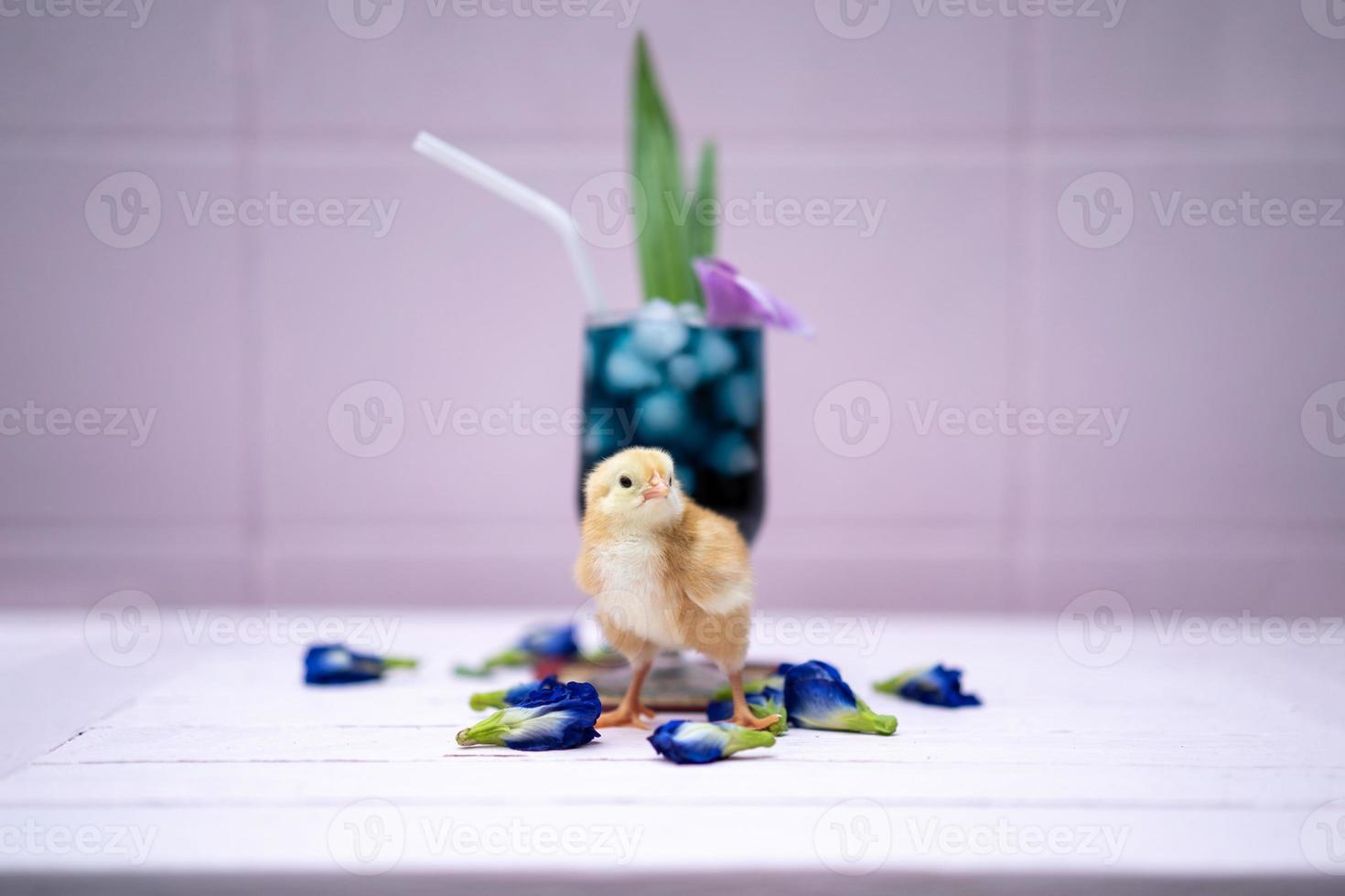 a yellow little chick with butterfly pea water and ice in a champagne glass is decorated by orchid and pandan leaf. It's shown and displayed on a pastel pink wood table in front of the cement wall. photo