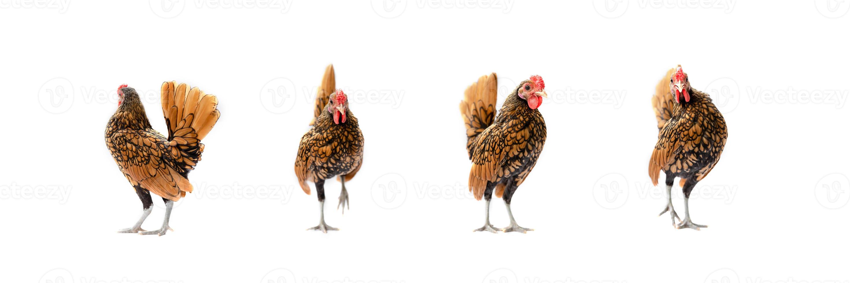 cuatro pollos sebright marrones aislados en el fondo blanco en studiolight foto
